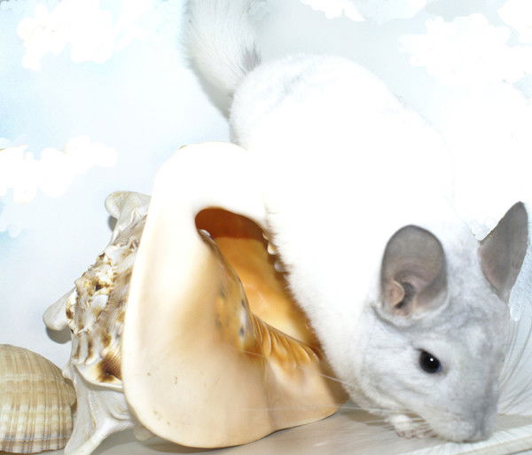 Ольга Ермакова