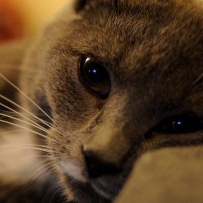 Адель Хаматов