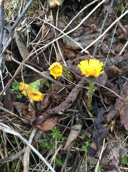 Танета Илипроста