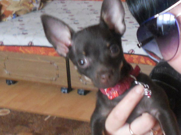 Нателла Никитина