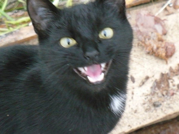 Анфисян Чик Карпова