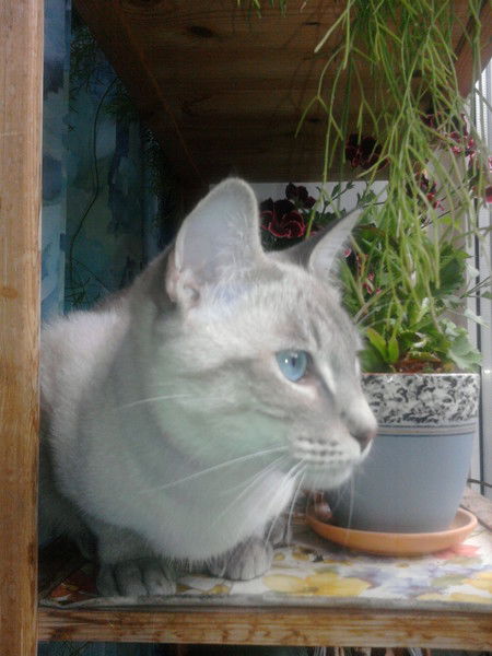 Анастасия Тихонова