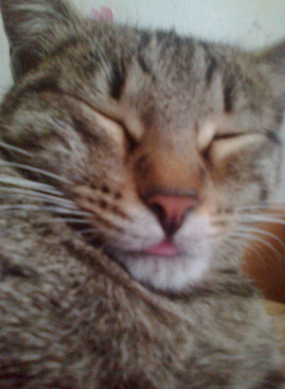 Костя Кохановский