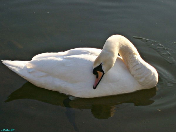 Александр Лебедь