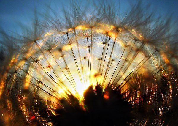 Александр Нифака