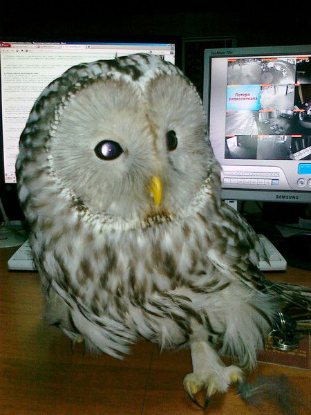 Равиль Айнуллов