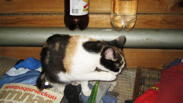 Денис Никитин