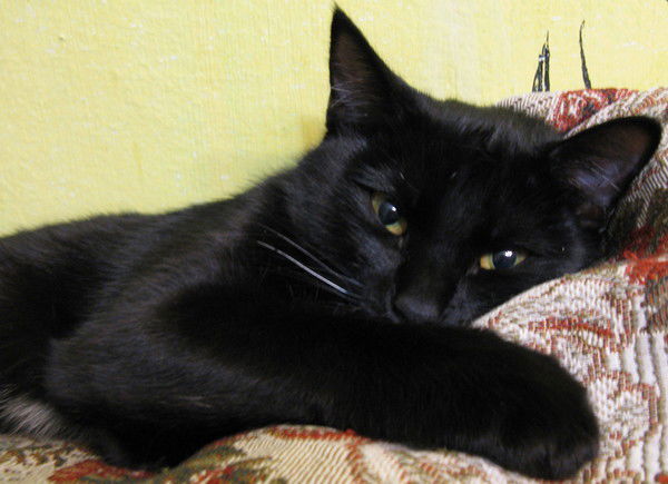 Аурелия Соляник