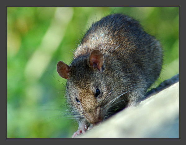 Владимир Корнильев