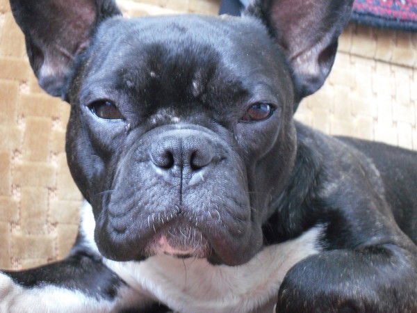 Гена Максимов