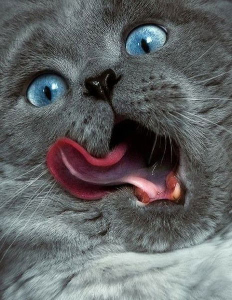 Евгений Убайдуллаев