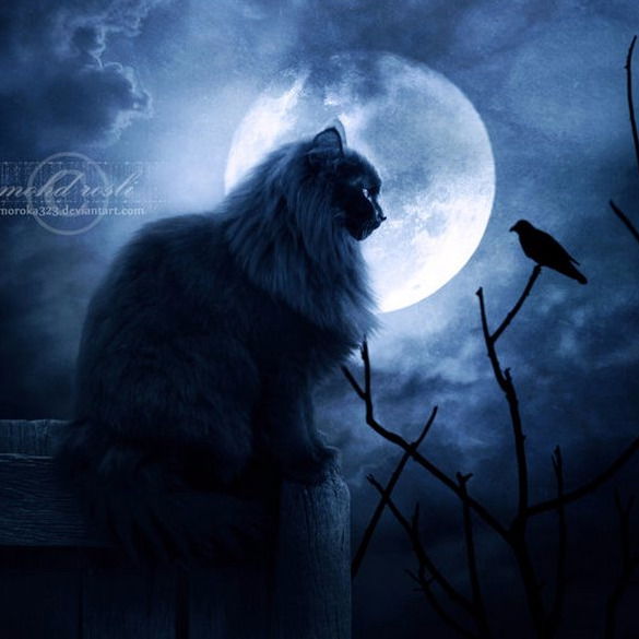 Диана Новикова