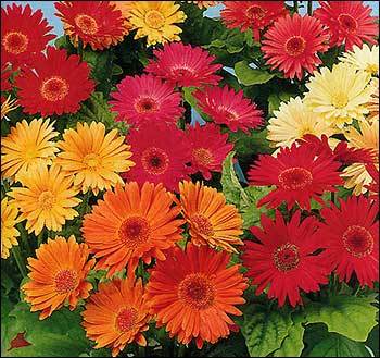 Анара Базаева