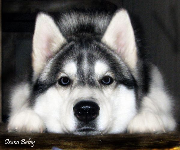 Геннадий *********