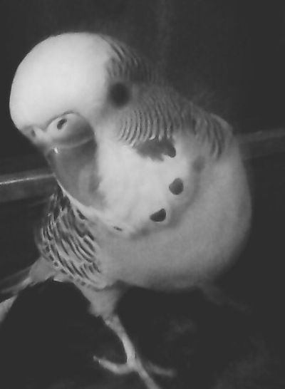 Мирослава Троян