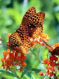 Олеся Бойцова