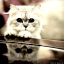 Милый Котенок
