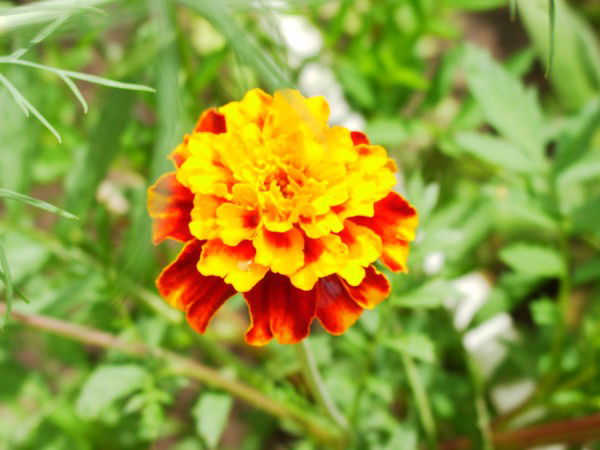 Виктория Пономарева