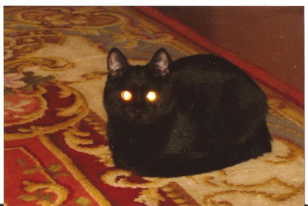 Евгения Макаренко