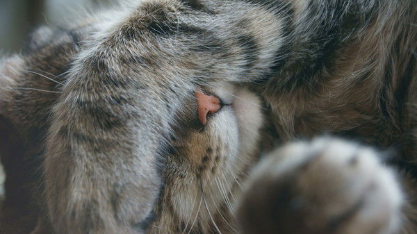 Чолпона Курманова