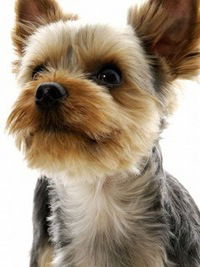 Елена Рогожкина