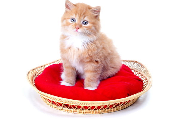 Наталья Бучнева