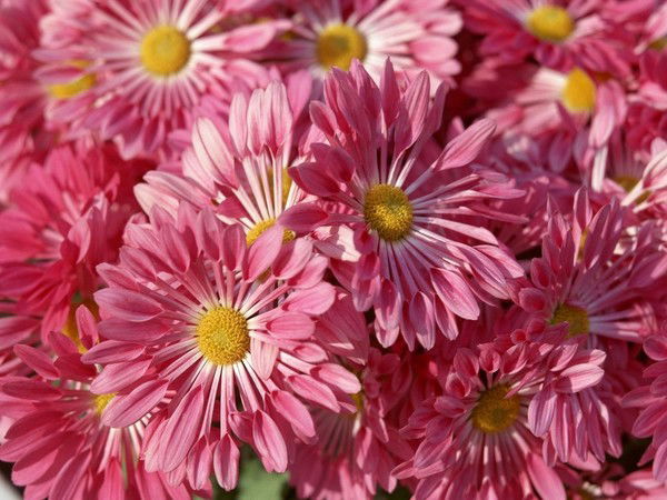 Ольга Курчевская