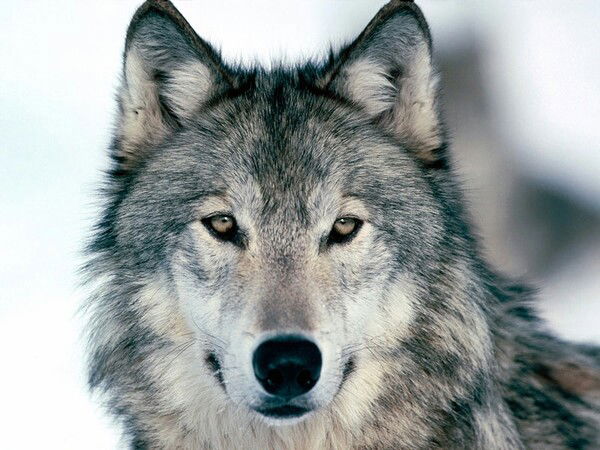 Кузьменко Екатерина