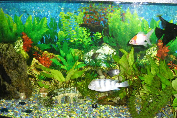 Евгений Коноплин