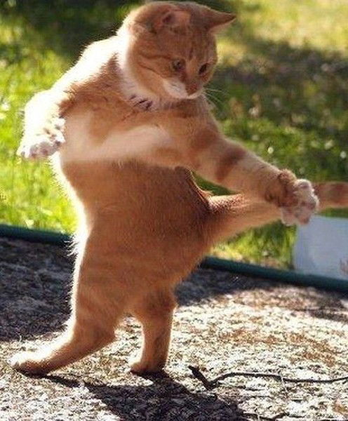 Анюта Кравцова