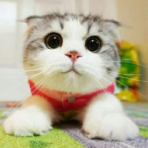 Айгуль Чутабекова