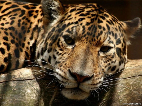 Георгий Шурыгин