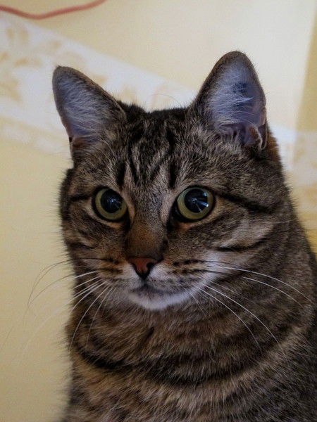 Александр Скрынников