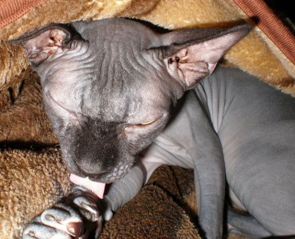 Преподобный Шлибабавсенаху