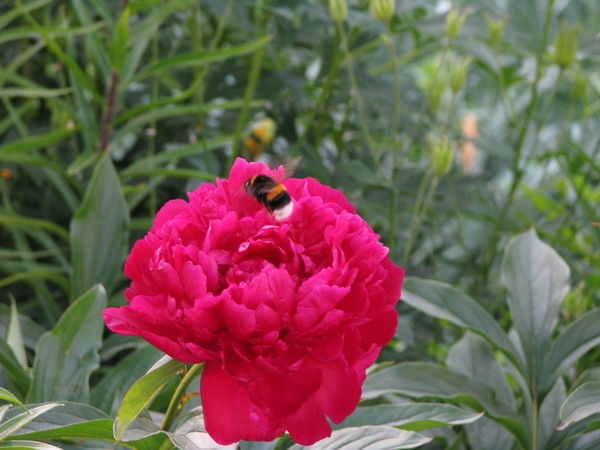 Валентина Корюкова