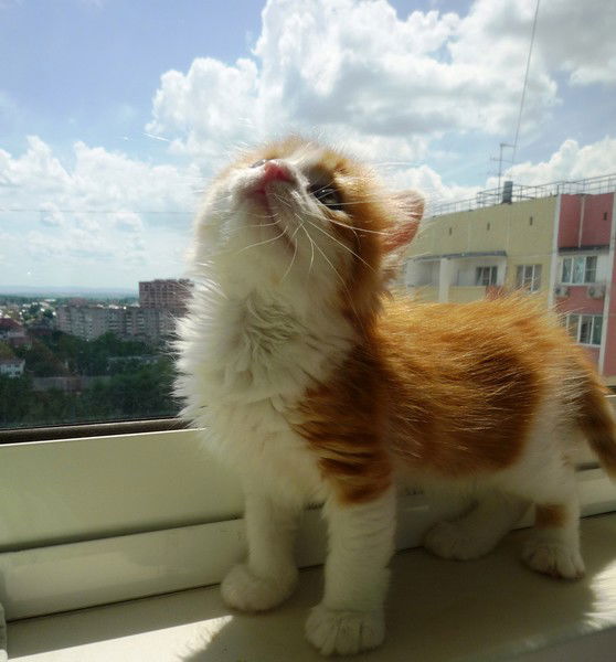 Раиса Даниленко