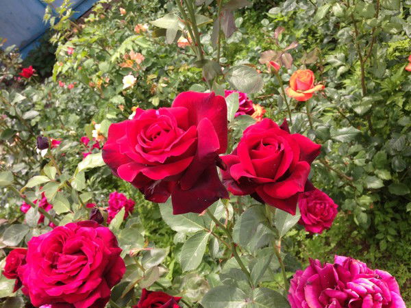 Шайра Масимова