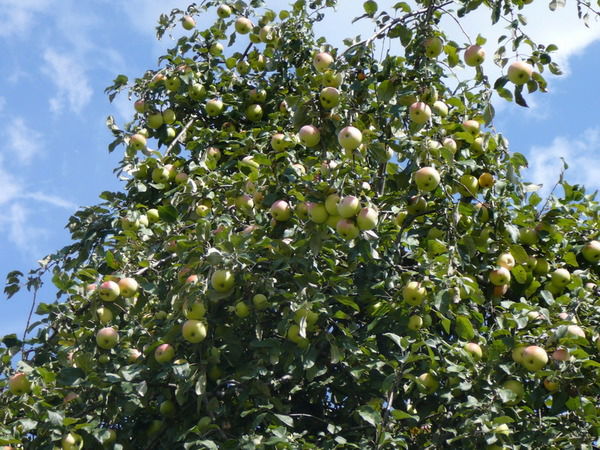 Надежда Дапкунайте