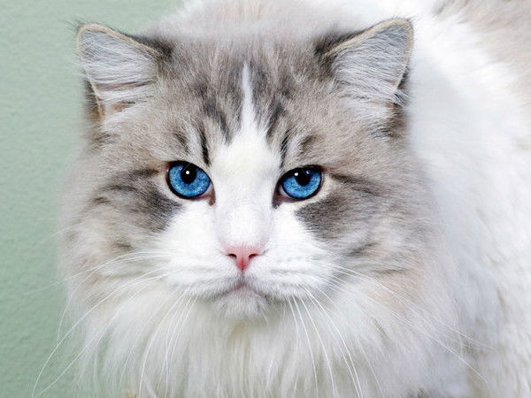 Вероничка ((()))