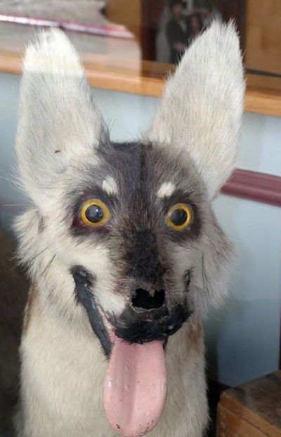 Андрей Вижэйн