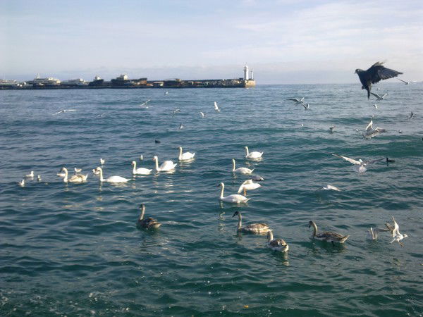 Шатохин Юрий