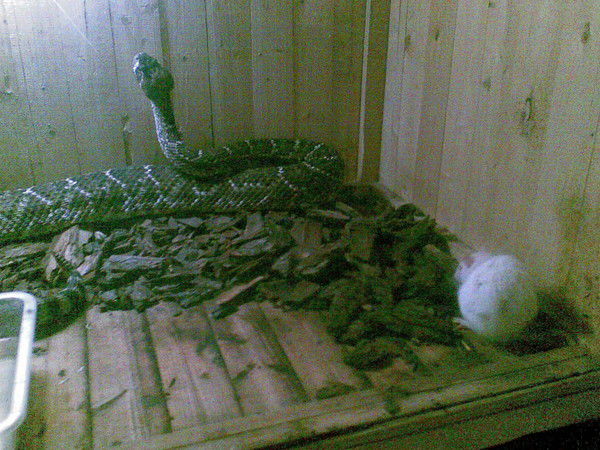 Ирина Ивандикова