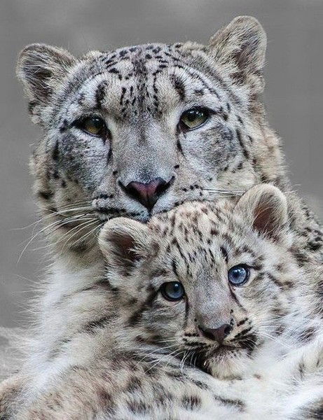 Белочка Стрелочка