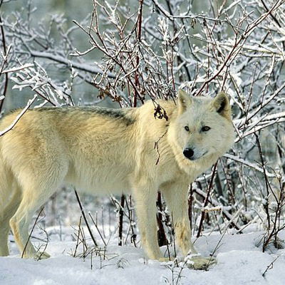 Даниил Халиманов