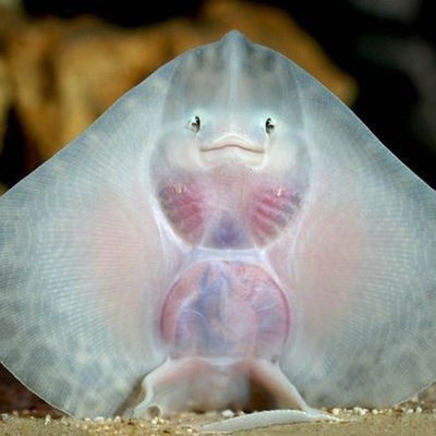 Чулпан Мирсаетова