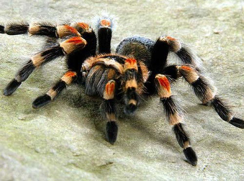 Гаджи Гасанов