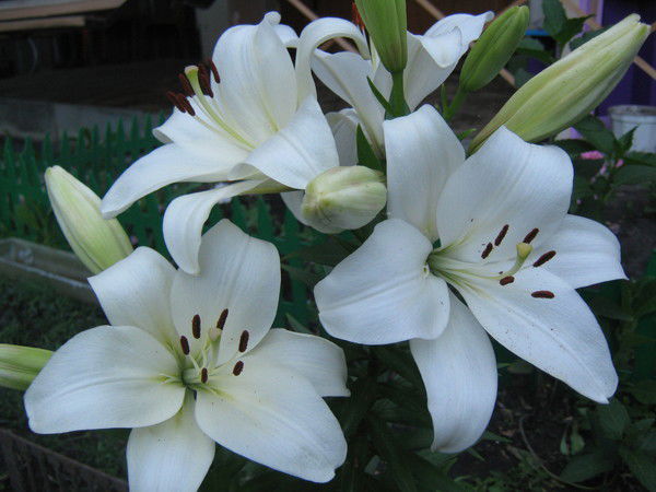 Ольга Припутина