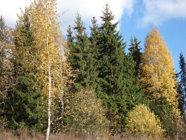 Екатерина Соловьева