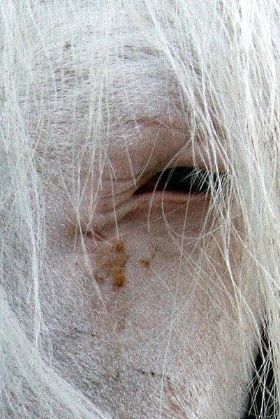 Алекc Поморский