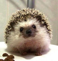 Ежик Колючий